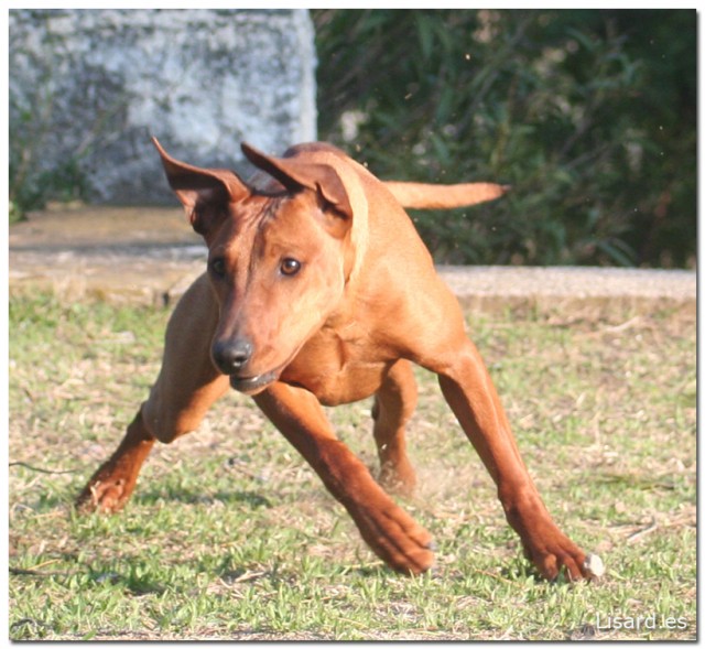 perro toro dog bull