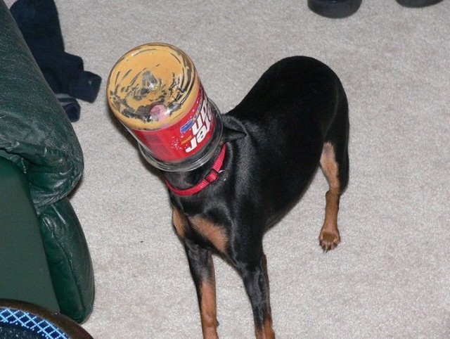 pinscher