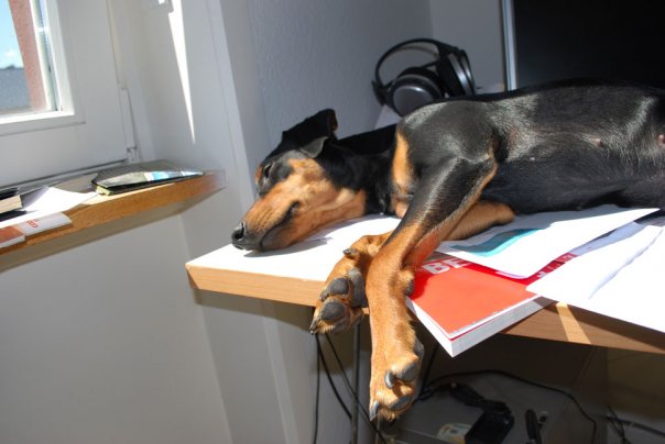 sleep_pinscher