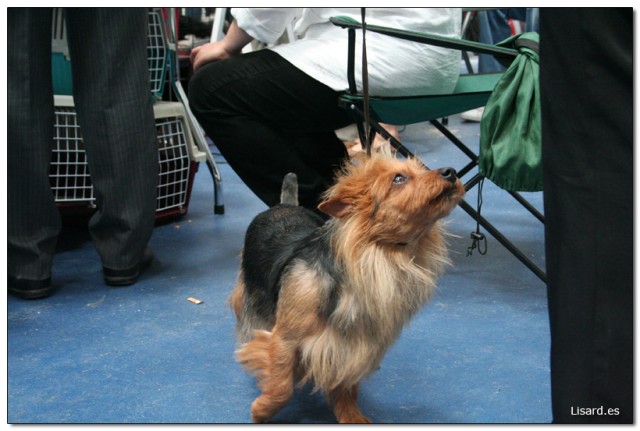 australian_terrier