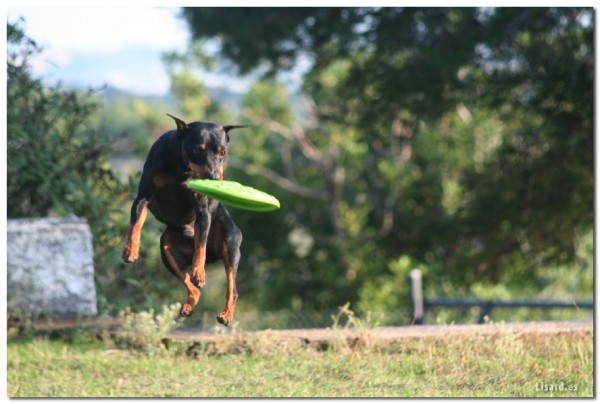 frisbeepinscher