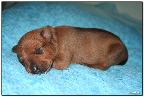 cachorro-pinscher