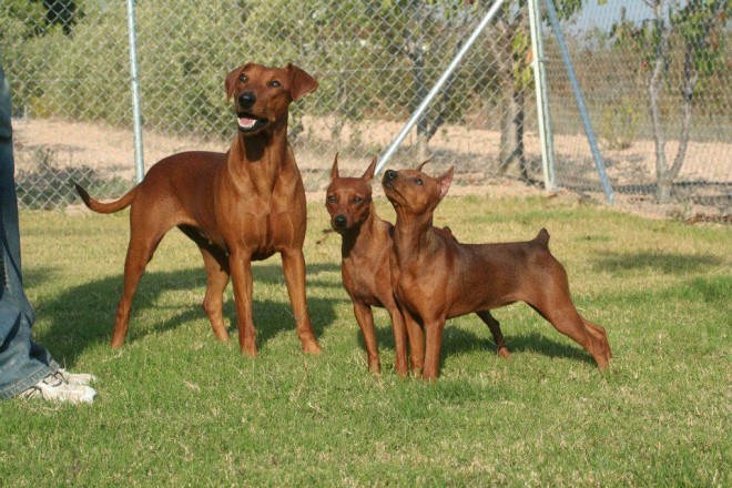 pinscher y pinscher miniatura