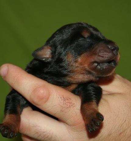 cachorro pinscher