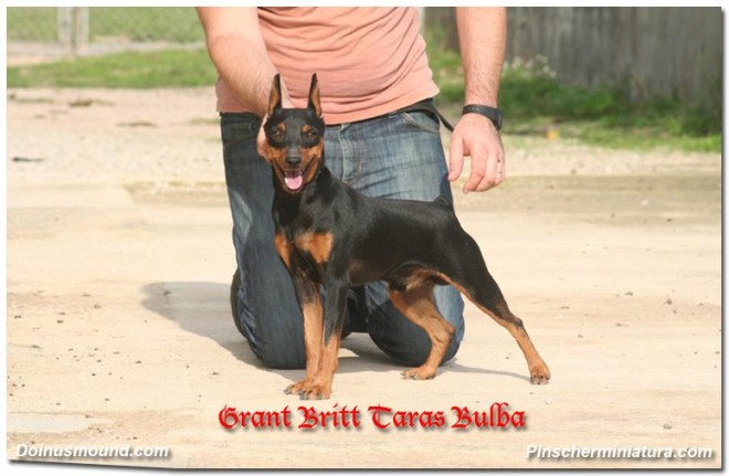 mini pinscher negro fuego