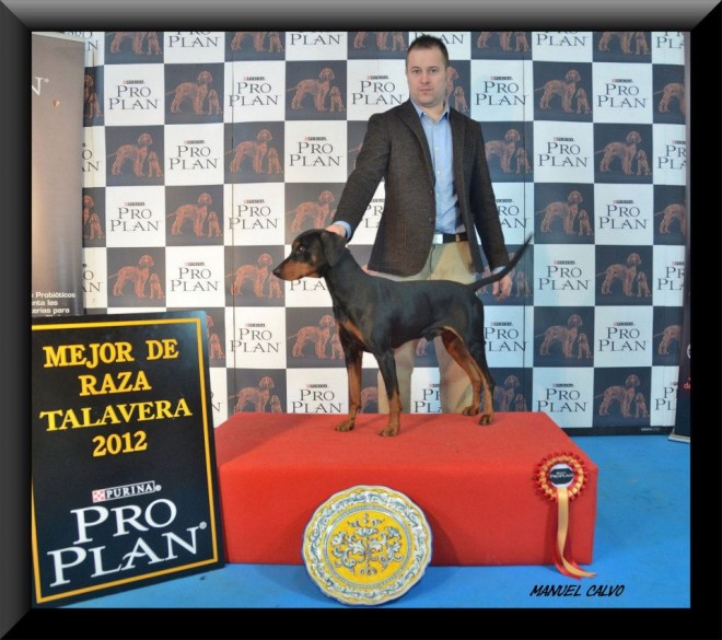 pinscher aleman campeon españa