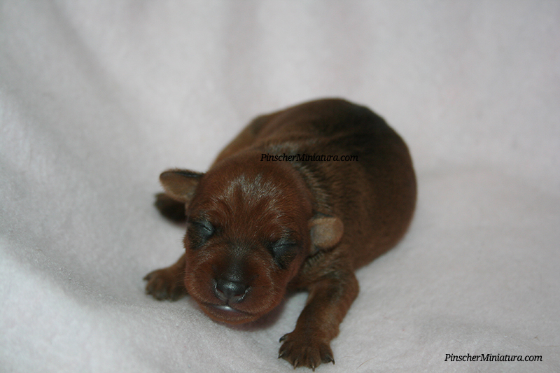 cachorros pinscher miniatura