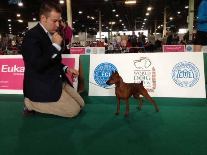 min pinscher campeona del mundo