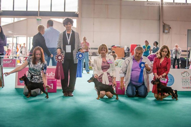 bob world dog show