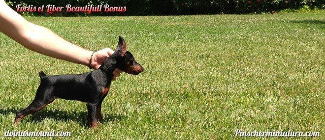 mini pinscher