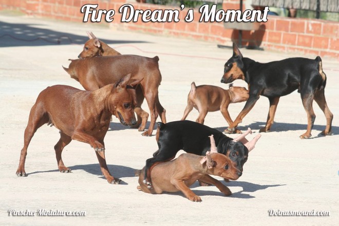 grupo mini pinscher