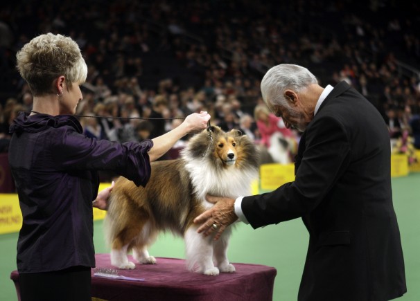 Dog_Show_0c88e