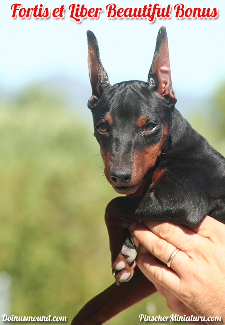 mini pinscher negro fuego cachorro