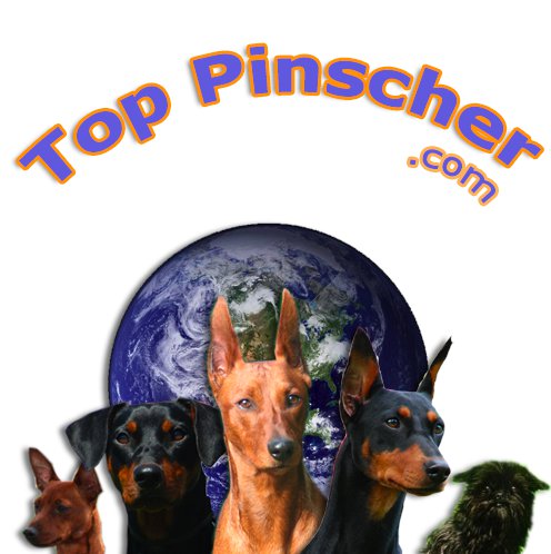 Top pinscher