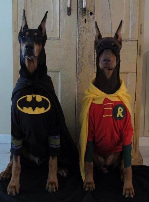 batman y robin dog dobermann