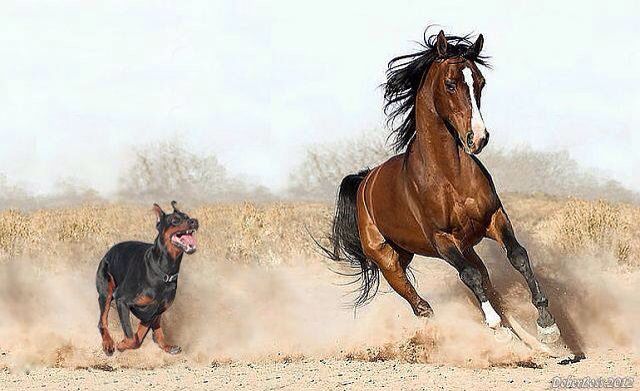 Dobermann vs Caballo