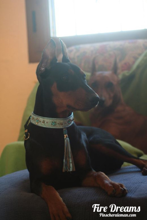 Pinscher Aleman