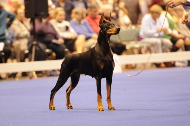 dobermann dog show