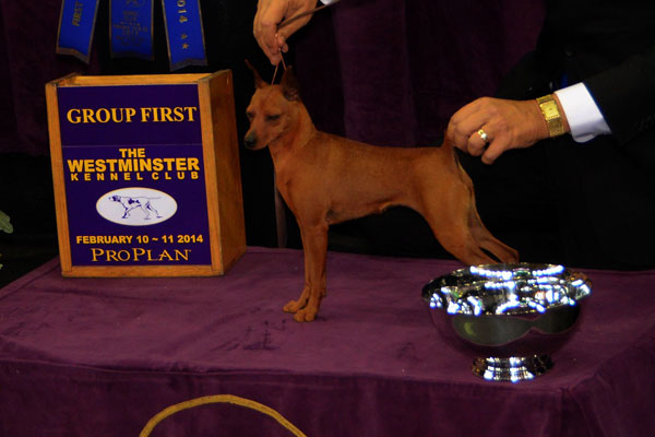 miniature-pinscher