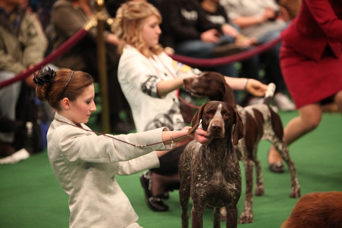 calendario exposicion canina 2015