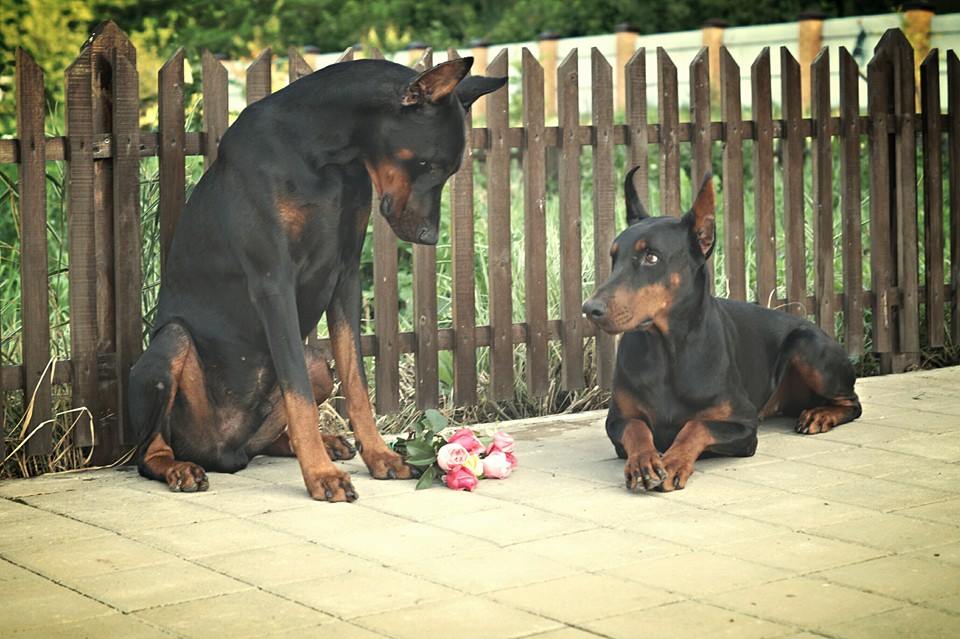 dobermann love