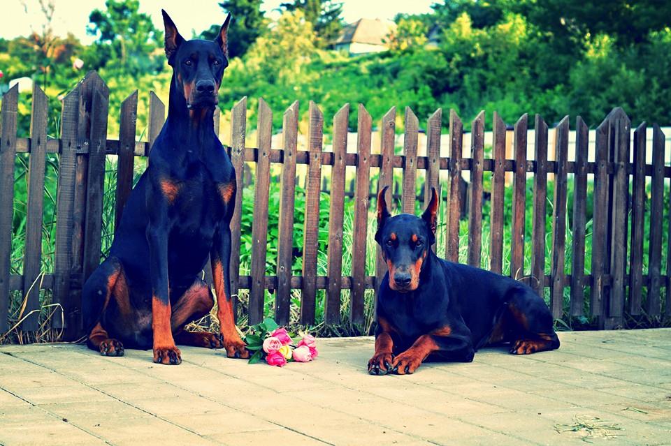 dobermann lover