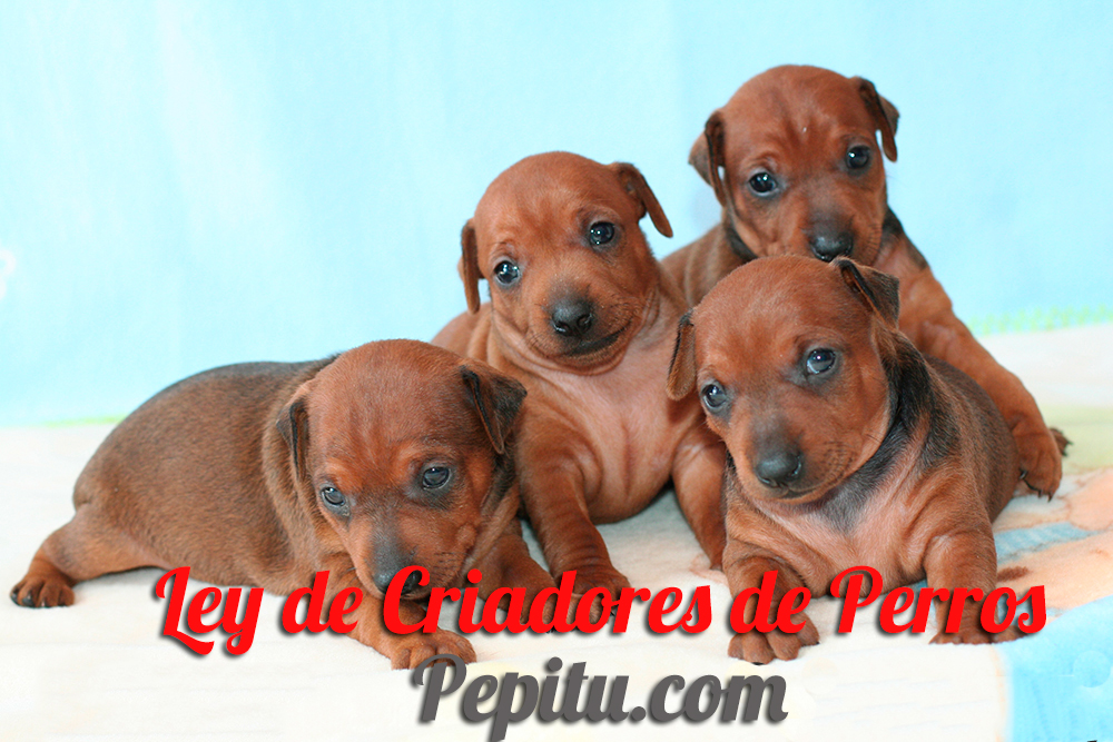 ley-criadores-perros